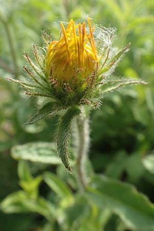Pentanema hirtum / Hairy Fleabane, D Gerolzhofen-Sulzheim 17.5.2018