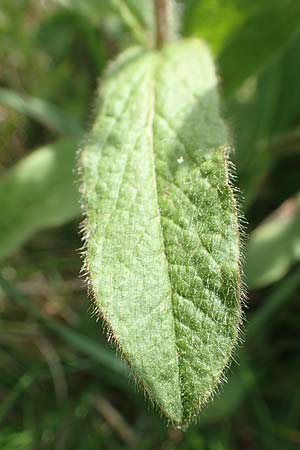 Pentanema hirtum / Hairy Fleabane, D Gerolzhofen-Sulzheim 17.5.2018