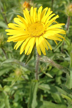 Pentanema hirtum / Hairy Fleabane, D Gerolzhofen-Sulzheim 17.5.2018
