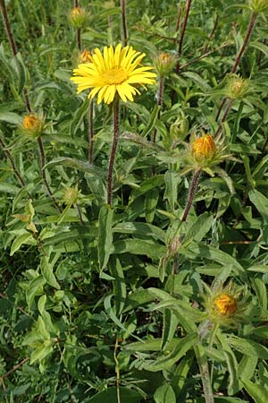 Pentanema hirtum / Hairy Fleabane, D Gerolzhofen-Sulzheim 17.5.2018
