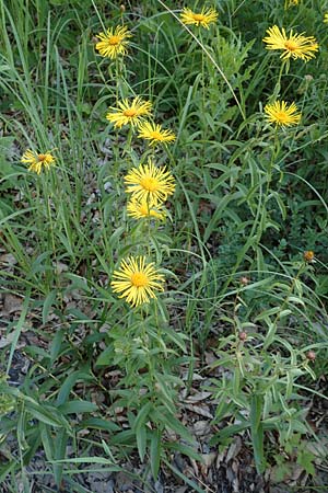 Pentanema hirtum / Hairy Fleabane, D Spaichingen 25.6.2018