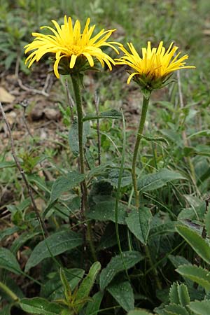 Pentanema hirtum / Hairy Fleabane, D Werbach 29.5.2019