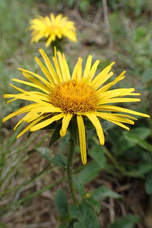Pentanema hirtum / Hairy Fleabane, D Werbach 29.5.2019