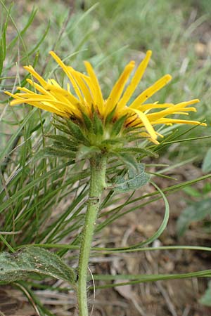 Pentanema hirtum / Hairy Fleabane, D Werbach 29.5.2019