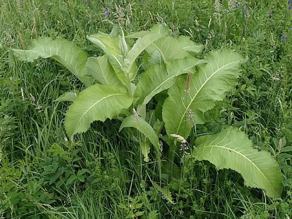 Inula helenium \ Echter Alant / Elecampane, D Sundern 14.6.2019