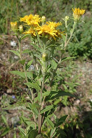 Pentanema helveticum / Swiss Elecampane, D Gri&szlig;heim 16.7.2019