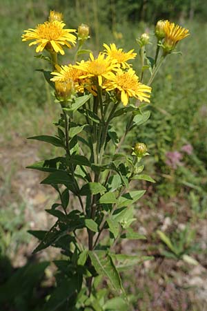 Pentanema helveticum / Swiss Elecampane, D Gri&szlig;heim 16.7.2019