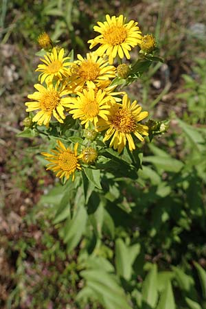 Pentanema helveticum / Swiss Elecampane, D Gri&szlig;heim 16.7.2019