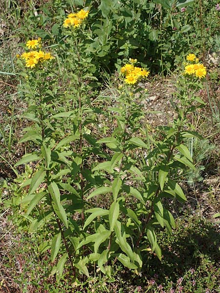 Pentanema helveticum / Swiss Elecampane, D Gri&szlig;heim 16.7.2019