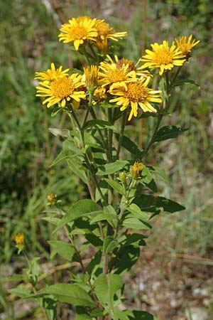 Pentanema helveticum / Swiss Elecampane, D Gri&szlig;heim 16.7.2019