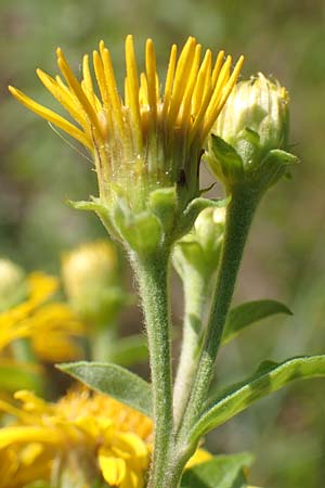 Pentanema helveticum / Swiss Elecampane, D Gri&szlig;heim 16.7.2019