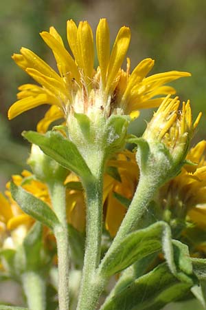 Pentanema helveticum / Swiss Elecampane, D Gri&szlig;heim 16.7.2019