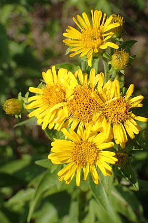 Pentanema helveticum / Swiss Elecampane, D Gri&szlig;heim 16.7.2019