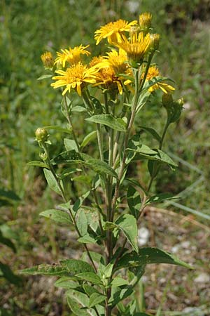Pentanema helveticum / Swiss Elecampane, D Gri&szlig;heim 16.7.2019