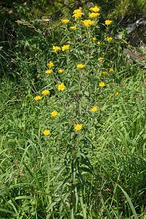 Pentanema helveticum / Swiss Elecampane, D Gri&szlig;heim 16.7.2019