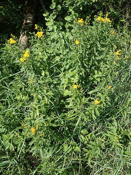 Pentanema helveticum / Swiss Elecampane, D Gri&szlig;heim 16.7.2019