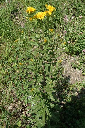 Pentanema helveticum / Swiss Elecampane, D Gri&szlig;heim 16.7.2019