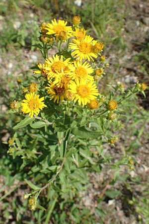 Pentanema helveticum / Swiss Elecampane, D Gri&szlig;heim 16.7.2019