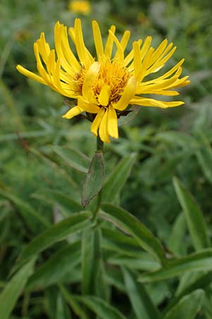 Pentanema salicinum / Irish Fleabane, D Neuleiningen 26.8.2021
