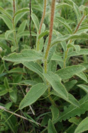Pentanema hirtum / Hairy Fleabane, D Th&uuml;ringen, Erfurt 6.6.2022