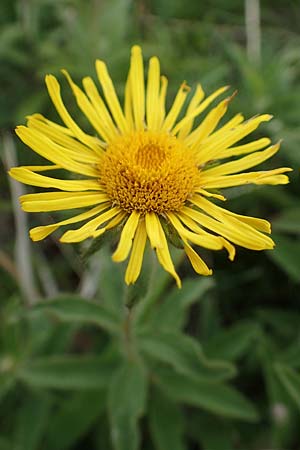 Pentanema hirtum, Hairy Fleabane