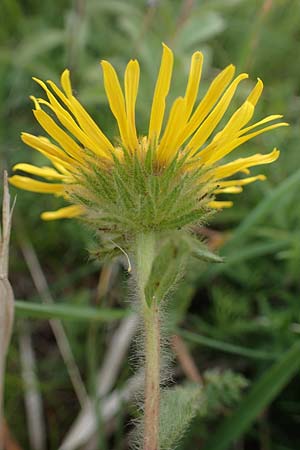Pentanema hirtum / Hairy Fleabane, D Th&uuml;ringen, Erfurt 6.6.2022