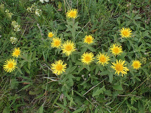 Pentanema hirtum / Hairy Fleabane, D Th&uuml;ringen, Erfurt 6.6.2022