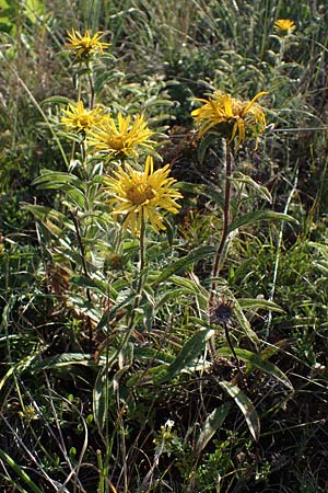 Pentanema hirtum / Hairy Fleabane, D Th&uuml;ringen, Hemleben 12.6.2023