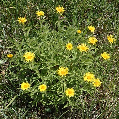 Pentanema hirtum / Hairy Fleabane, D Th&uuml;ringen, K&ouml;lleda 15.6.2023
