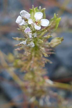 Iberis linifolia subsp. boppardensis \ Bopparder Schleifenblume, D Botan. Gar.  Universit.  Mainz 13.9.2008