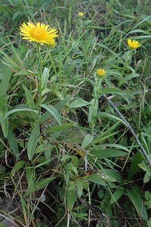Pentanema salicinum / Irish Fleabane, D Brandenburg, Havelaue-Strodehne 18.9.2020