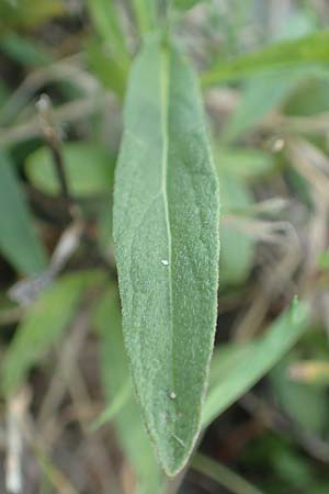 Pentanema salicinum / Irish Fleabane, D Brandenburg, Havelaue-Strodehne 18.9.2020
