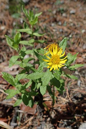 Pulicaria dysenterica \ Gro�es Flohkraut / Common Fleabane, D Lampertheim 11.9.2022