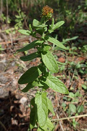 Pulicaria dysenterica \ Gro�es Flohkraut / Common Fleabane, D Lampertheim 11.9.2022