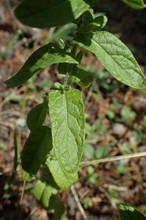 Pulicaria dysenterica \ Gro�es Flohkraut / Common Fleabane, D Lampertheim 11.9.2022