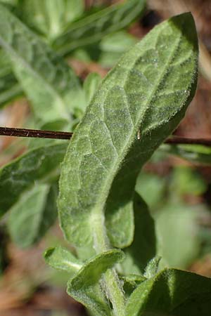 Pulicaria dysenterica \ Gro�es Flohkraut / Common Fleabane, D Lampertheim 11.9.2022