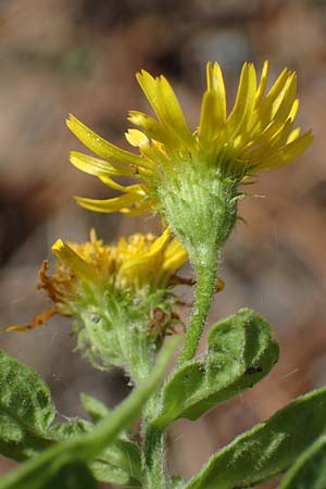 Pulicaria dysenterica \ Gro�es Flohkraut / Common Fleabane, D Lampertheim 11.9.2022