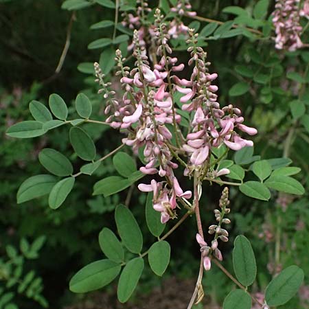 Indigofera potaninii \ Indigo-Strauch / Indigo, D Weinheim an der Bergstra&szlig;e, Botan. Gar.  Hermannshof 29.5.2025