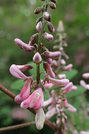 Indigofera potaninii \ Indigo-Strauch / Indigo, D Weinheim an der Bergstra&szlig;e, Botan. Gar.  Hermannshof 29.5.2025