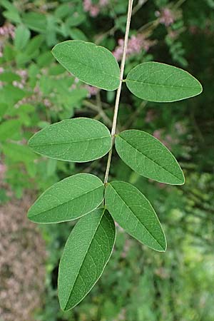 Indigofera potaninii \ Indigo-Strauch / Indigo, D Weinheim an der Bergstra&szlig;e, Botan. Gar.  Hermannshof 29.5.2025