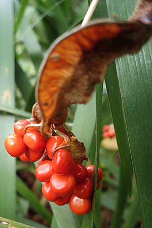 Iris foetidissima \ �belriechende Schwertlilie, Korallen-Iris / Stinking Iris, Gladwin Iris, D Weinheim an der Bergstra&szlig;e, Botan. Gar.  Hermannshof 22.10.2020
