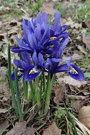 Iris reticulata \ Netzblatt-Schwertlilie, Zwiebel-Iris / Netted Iris, Dwarf Iris, D Ludwigshafen 20.2.2024