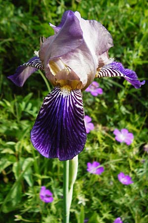 Iris sambucina \ Holunder-Schwertlilie / Elder-Scented Iris, D T&uuml;bingen 3.6.2015