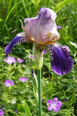 Iris sambucina \ Holunder-Schwertlilie / Elder-Scented Iris, D T&uuml;bingen 3.6.2015