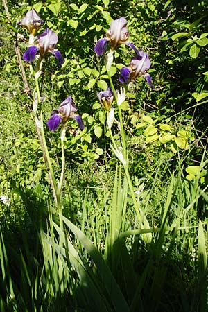 Iris sambucina \ Holunder-Schwertlilie / Elder-Scented Iris, D T&uuml;bingen 3.6.2015