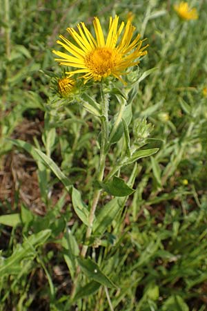 Pentanema salicinum / Irish Fleabane, D R&ouml;merberg 8.7.2017