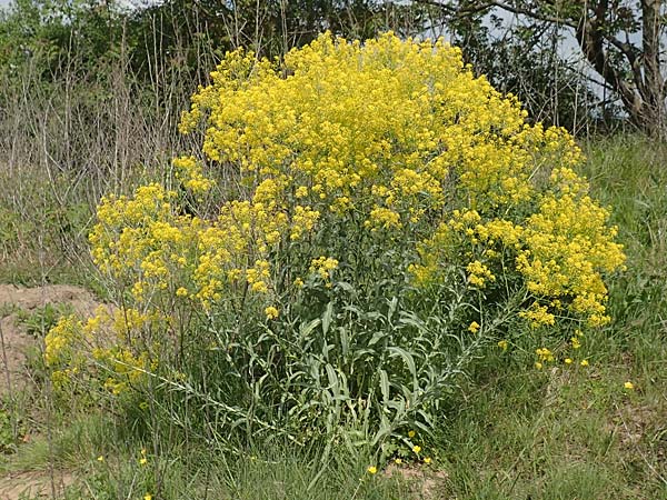 Isatis tinctoria \ F�rber-Waid / Woad, D Viernheim 3.5.2018