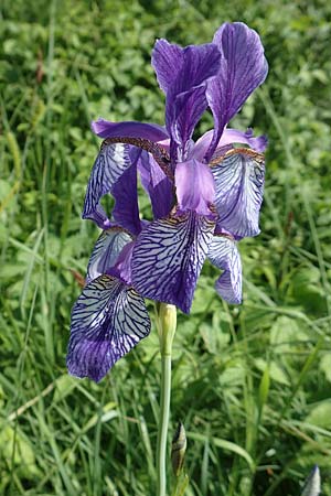 Iris sibirica, Siberian Iris