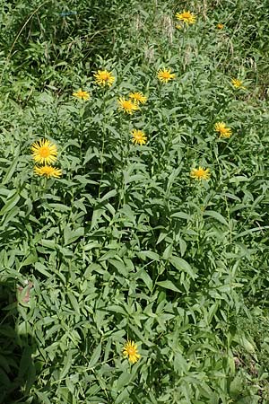 Pentanema salicinum / Irish Fleabane, D B&uuml;ttelborn 23.6.2018