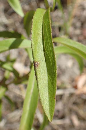 Pentanema salicinum / Irish Fleabane, D Gri&szlig;heim 25.6.2018